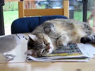 kuş ve kedi kapışması