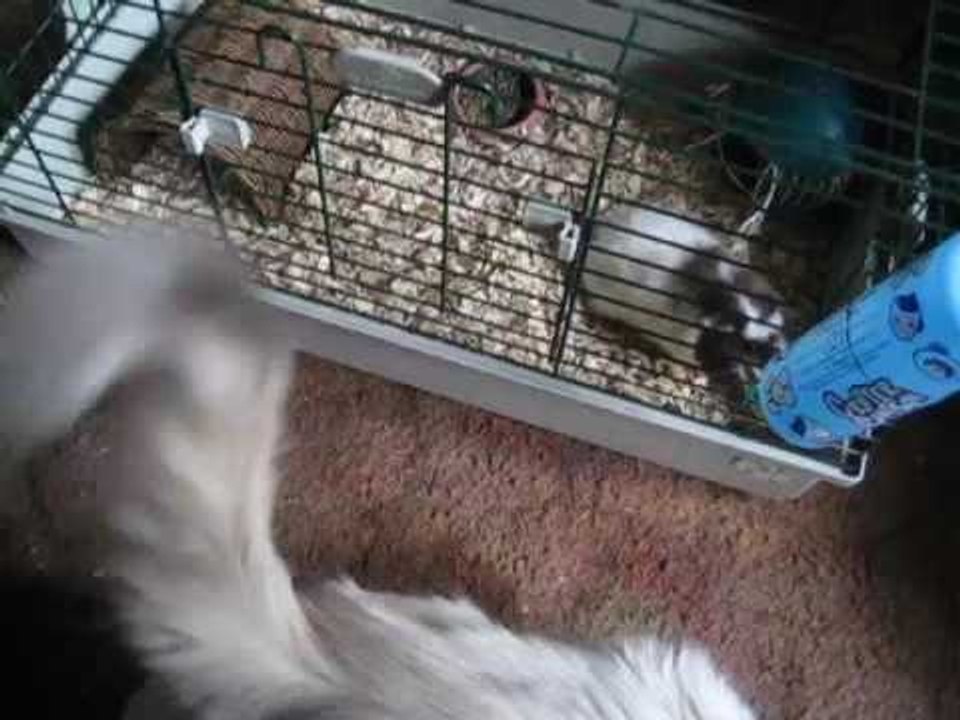 Guinea pig baby Sounds grunting | Total Guinea pig Sound Video HD