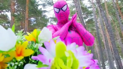Pink Spidergirl & Spiderman In Love! Marriage proposal - Funny Superhero Movie in Real Lif