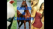 Gallos o Caballos