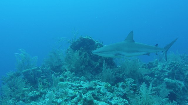 In the Field: Scuba Diving Belize's Half Moon Caye Wall