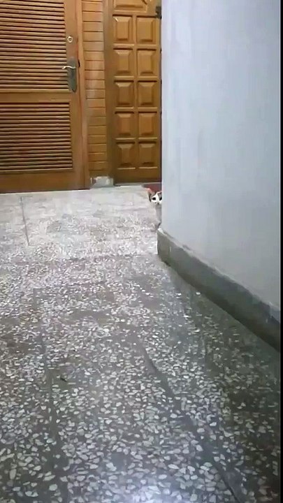 Just-a-cat-testing-its-headlights