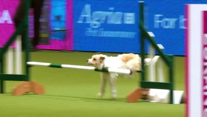 Adorable Terrier DESTROYS Obstacle Course