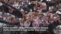 D.C.’s famous cherry blossoms are in trouble