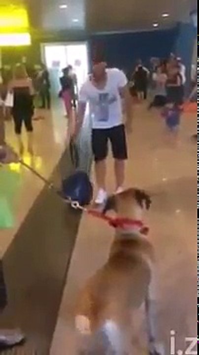 Dog going crazy when he see his owner after 3 years