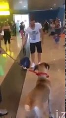 Dog going crazy when he see his owner after 3 years