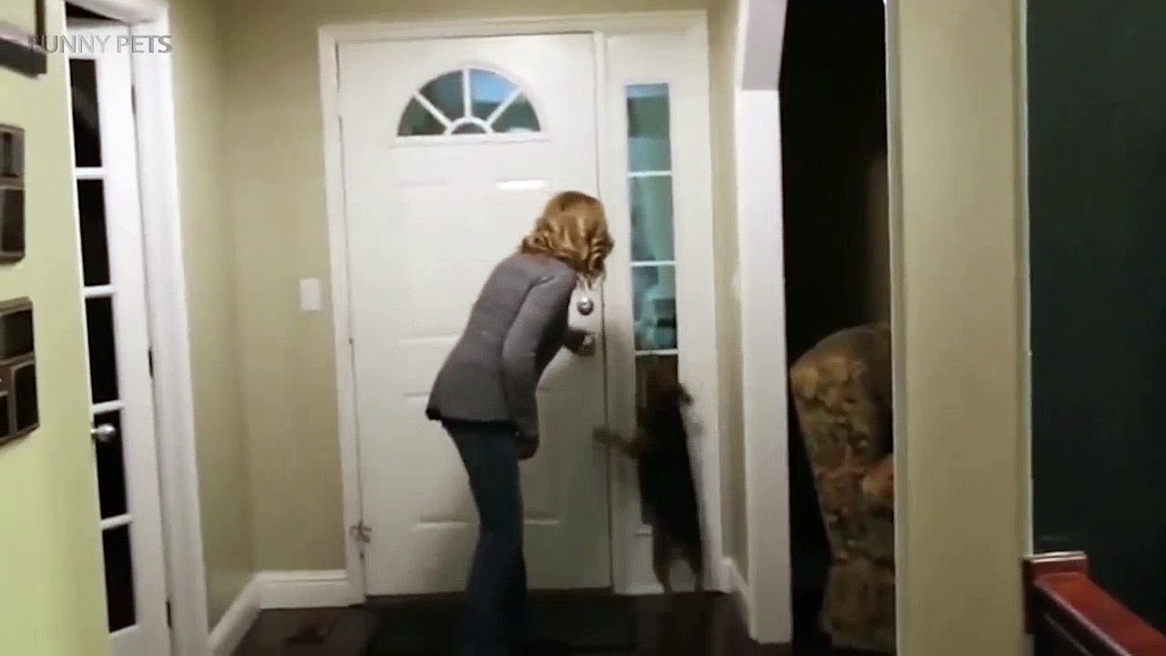 TRY NOT TO CRY Dogs Meet Their Owner After Long Time