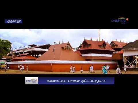 Elephant Race Celebrating in Guruvayur Temple - Oneindia Tamil