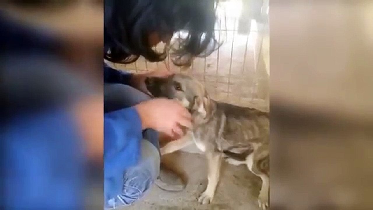 Abused Dog Feels For the First Time Petting Instead of Abusing