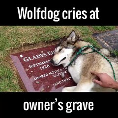Proof that dogs have feelings - Dog cries on owner's grave!