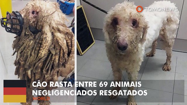 Cão Rasta entre dezenas de animais negligenciados resgatados da casa alemã.