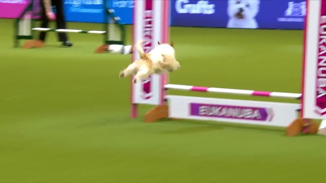 Un chien un peu trop foufou sur un parcours d'agility !