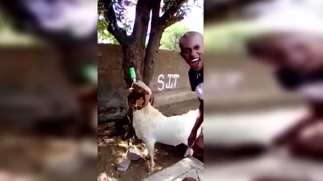 Une chèvre qui aime les bière ?