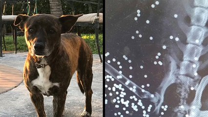 X-Ray Reveals Source Of Dog's Skin Bumps