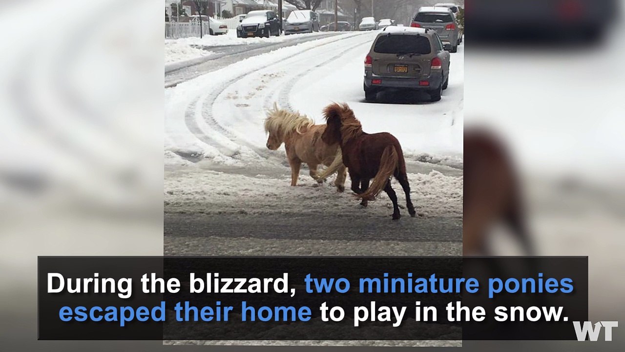 Pair of Ponies Play in Snowy New York