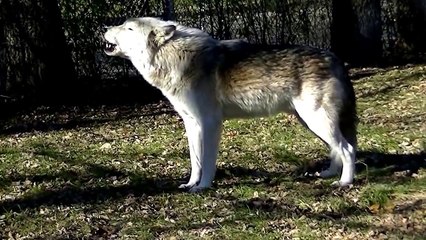 Awesome Wolf Howling Compilation