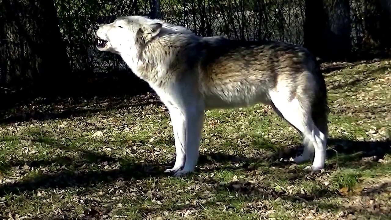Awesome Wolf Howling Compilation