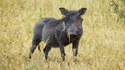 Hundreds of Radioactive Wild Boars Are Roaming Free in Japan
