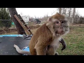 Monkey Opens All of His Birthday Presents