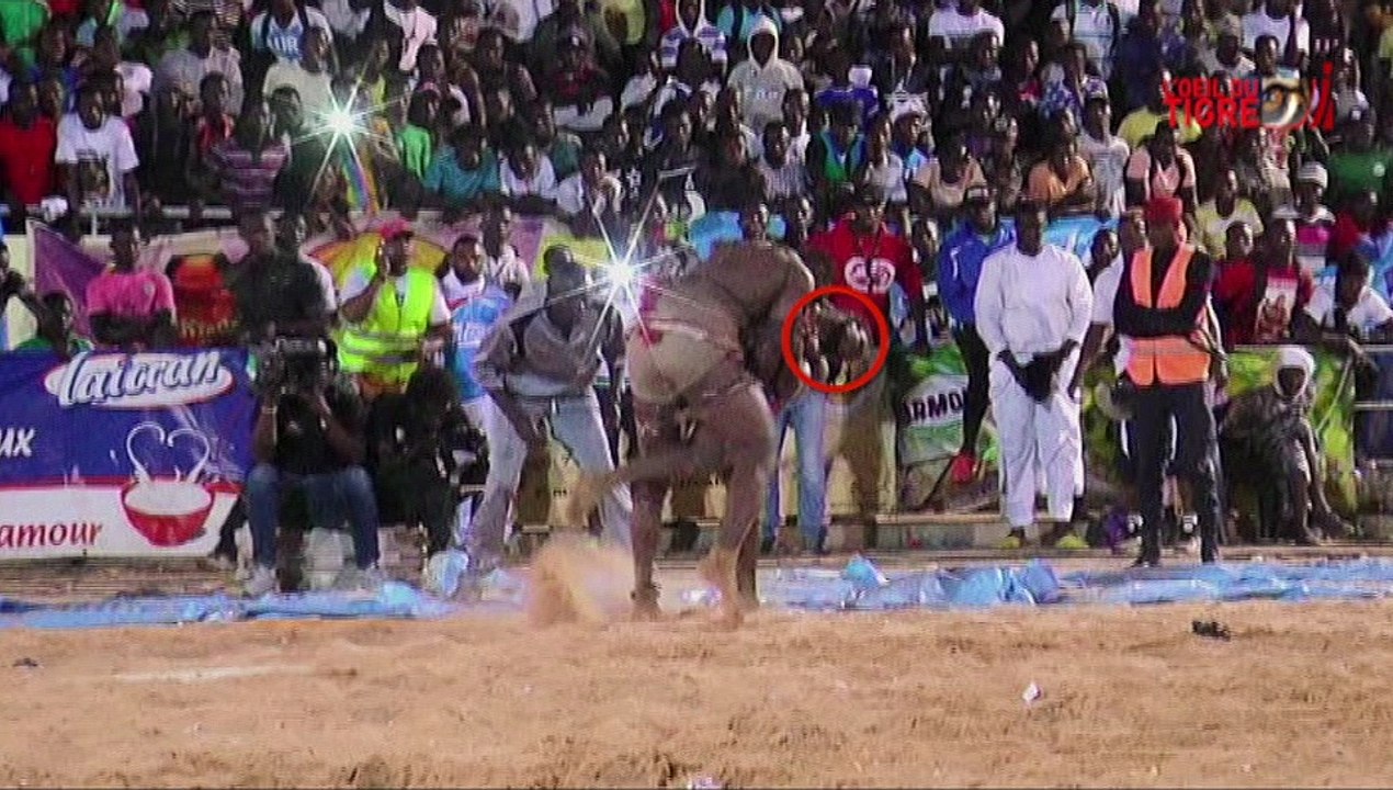 RUBRIQUE JELL BI du 14 Mars 2017 avec NDONGO LO - KEWEUL dans L' Oeil Du Tigre