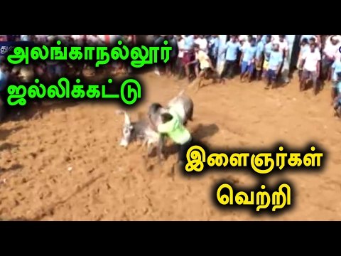 அலங்காநல்லூர் ஜல்லிக்கட்டு,இளைஞர்கள் உற்சாகம் | Alanganallur Jallikattu Celebration- Oneindia Tamil