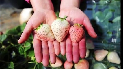 The world's most expensive Snow Whiteberry is just junk food in Vietnam