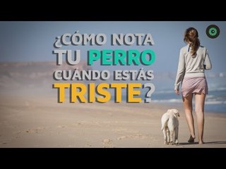 ¿Por qué nota tu perro cuando estás triste?