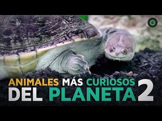 Los animales más curiosos del planeta 2