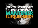 ¿Sirven los bigotes de gato para mantener el equilibrio?