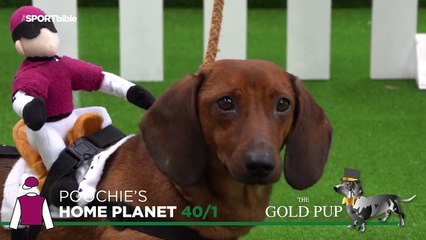 Some dogs racing like horses