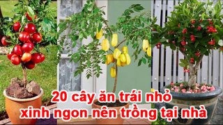 20 beautiful little fruit trees should be planted at homeSans Titre