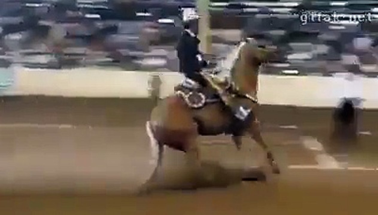 This horse needs an ABS - Forward Form Facebook