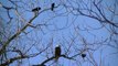 Crows Attacking American Bald Eagle!