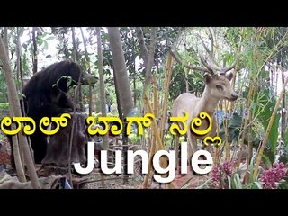 Lalbagh Flower Show: A Jungle Creation in the Park!! | OneIndia Kannada