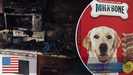 Cão começa incêndio em casa que mata o gato de estimação.