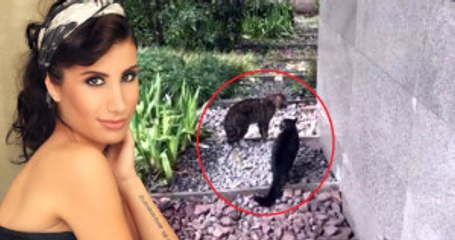 İrem Derici'den Yüzleri Güldüren Kedi Paylaşımı