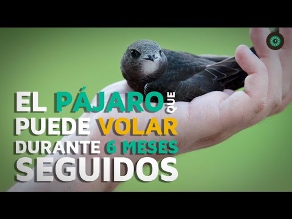 El pájaro que puede volar durante 6 meses seguidos