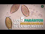 Los 5 parásitos más desagradables de la naturaleza