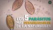 Los 5 parásitos más desagradables de la naturaleza