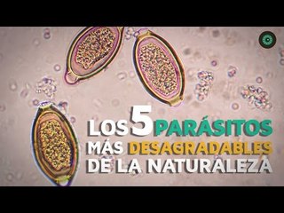 Los 5 parásitos más desagradables de la naturaleza