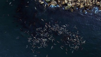 Sea Lions Floating with Full Tummies