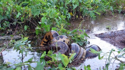 Giant Anaconda Mating