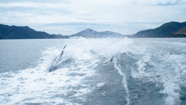 Playful Dolphins Put on a Show for Boaters in Marlborough Sounds