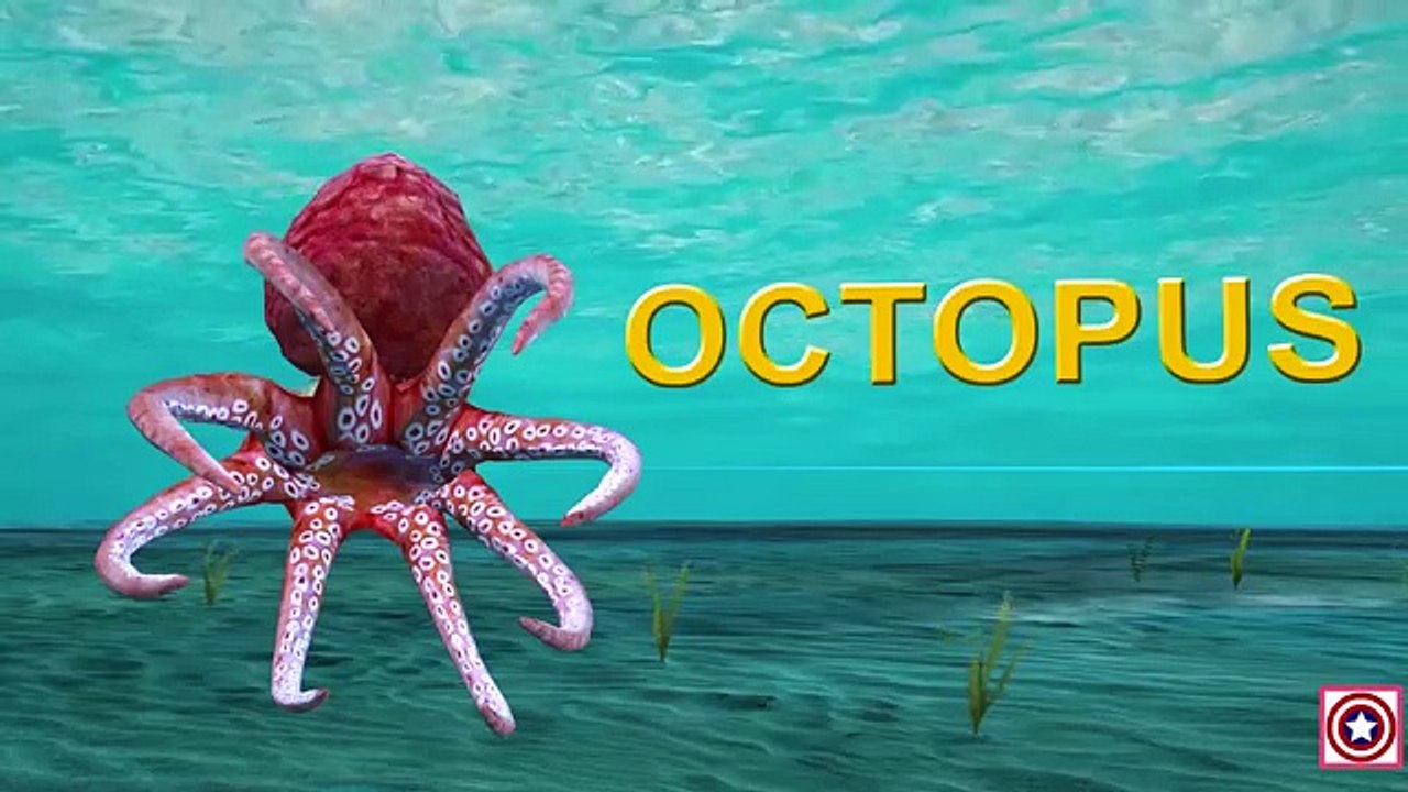 Learn Sea Animals + Water Animals Names and sounds | dRuLii TV for kids