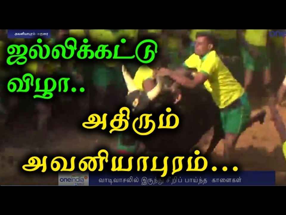 அதிரும் அவனியாபுரம் ஜல்லிக்கட்டு | After Three Years Jallikattu in Avaniyapuram- Oneindia Tamil