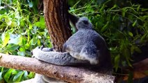 Cute Koalas Playing  Funny Koala Bears [