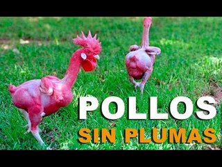 Los pollos sin plumas “listos para cocinar”