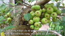 20 beautiful little fruit trees should be planted at homeSans Titre