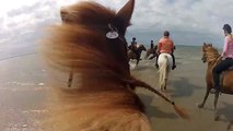 Horse Riding - Icelandic Horses for  drbhrt