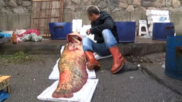 İznik Gölü'nde 8 Yıl Sonra Yakalanan Dev Yayın Balığı Görenleri Şaşırttı